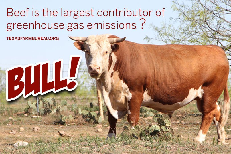 TexasFarmBureau's tweet photo. Myth: Beef production is a large contributor of greenhouse gases. 

Fact: That’s a bunch of bull. U.S. beef production accounts for only about 2% of greenhouse gases. 

Learn more ➡️ https://t.co/1cSpyy9eJ4 https://t.co/EuZFaSmEnK