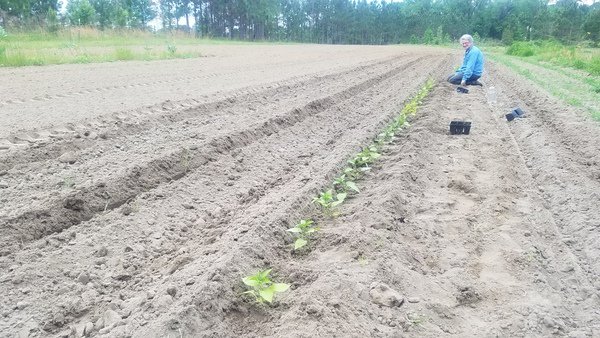 jsq's tweet photo. Planting Garden 2019-04-08 https://t.co/97XZl31WSQ https://t.co/lzzRqYLLRG