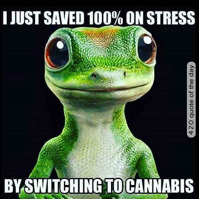 MiltonWani's tweet photo. Cannabis news from across Canada and the world - https://t.co/1jnNo4p9OA https://t.co/y4ELLIxjnn