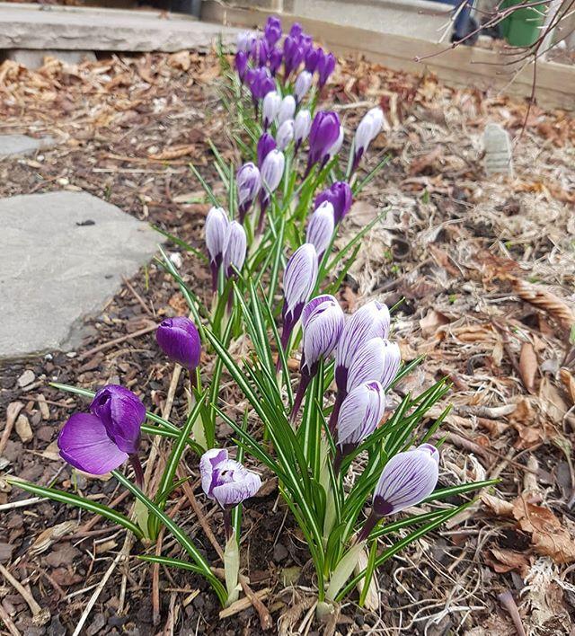 TO_Horticulture's tweet image. One of my favourite things about  spring is watching local gardens come back to life, plant by plant. Here we are a beautiful row of Crocus bloomingly beautiful in Kensington. Keep an eye out for spring flowering bulbs popping up everywhere!  #crocus #to… bit.ly/2D7NatQ