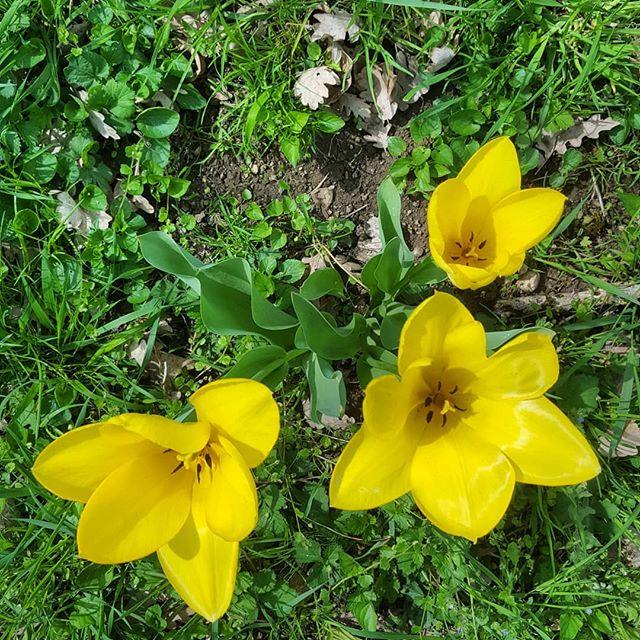 hungrycyclist's tweet photo. Tulips at the back end of the garden #gardening #bourgone https://t.co/cxvDbepZHB https://t.co/MtfEiLFOoz