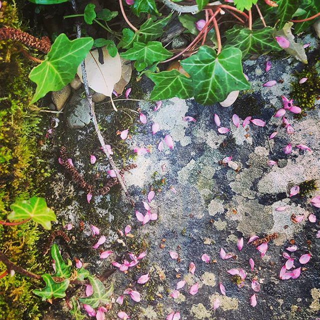 hungrycyclist's tweet photo. Ivy, moss &amp; the last of the peach blossom on a wet Tuesday #garden #bourgone https://t.co/sQf7MsEHJk https://t.co/gHMkzuyMQ1