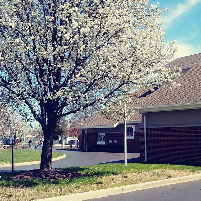 crcpl's tweet image. It's a beautiful spring day here in Chillicothe! A great time to walk on over and visit our #NorthsideBranchLibrary if you're in the neighborhood. We're here until 8. #CRCPL #libraries #spring #trees 📚🌳🌞 bit.ly/2FZnUH0