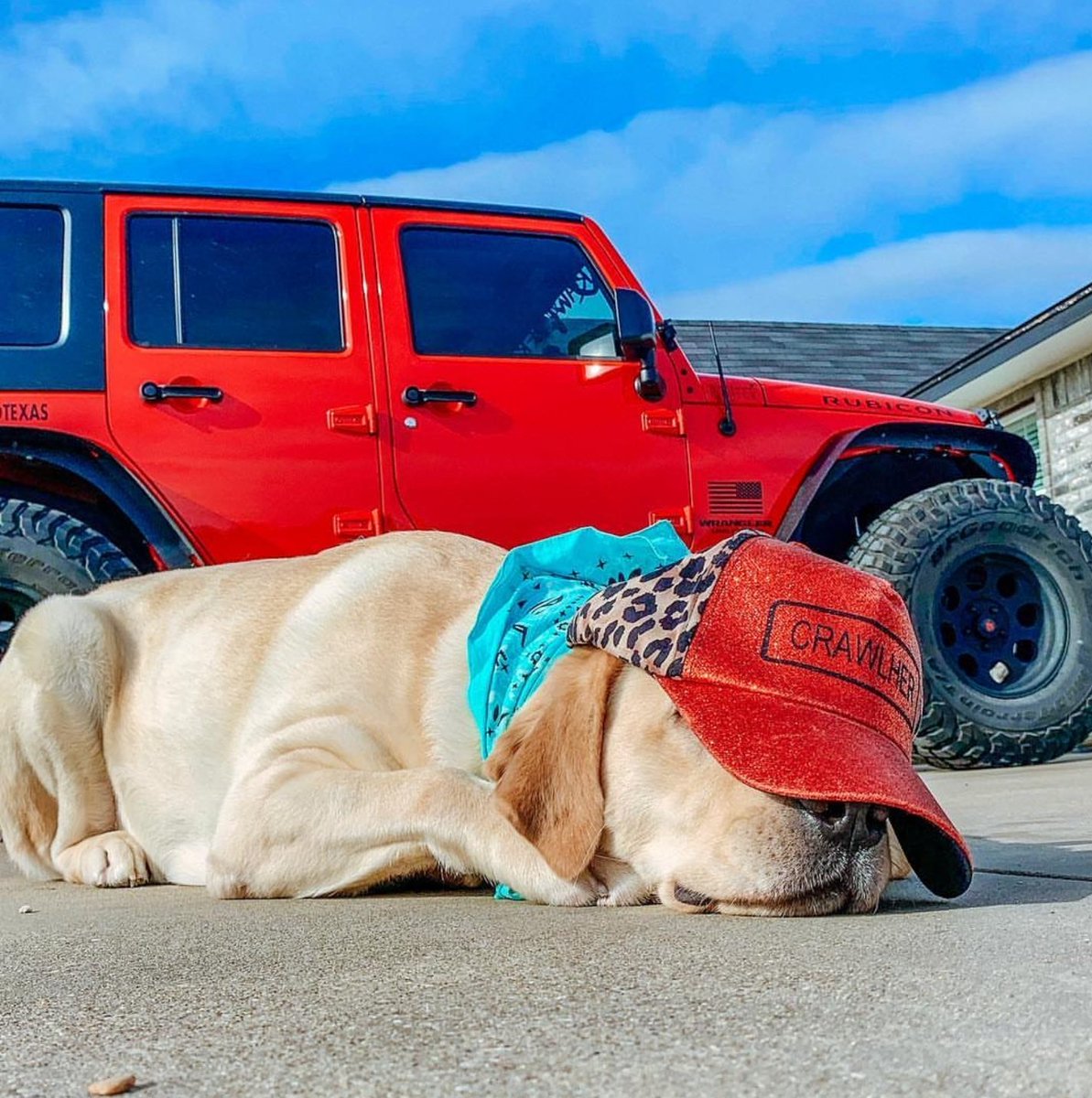 Jeep dogs rock Crawlher gear too!! 😍

📸: @JeepAroundTexas