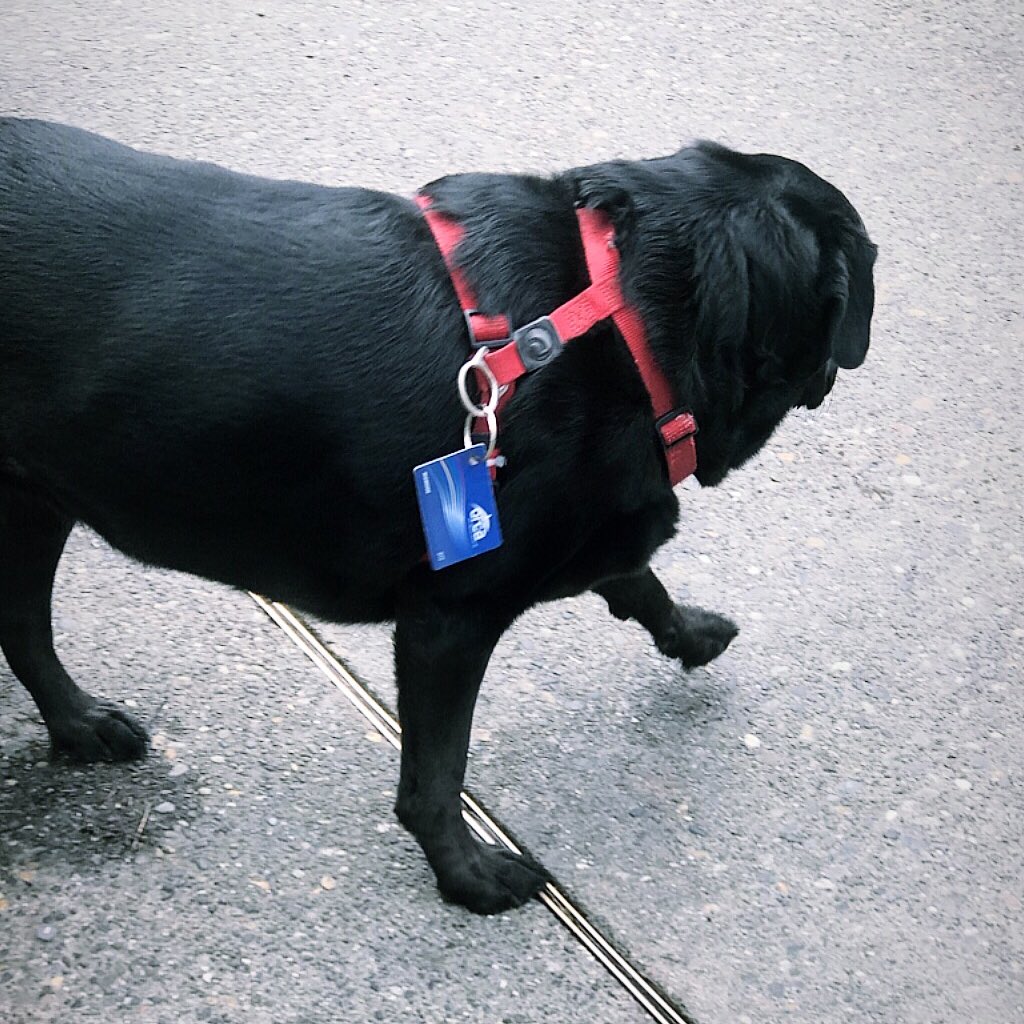 Chunky black dog wearing red harness with an ORCA card hooked on it.
