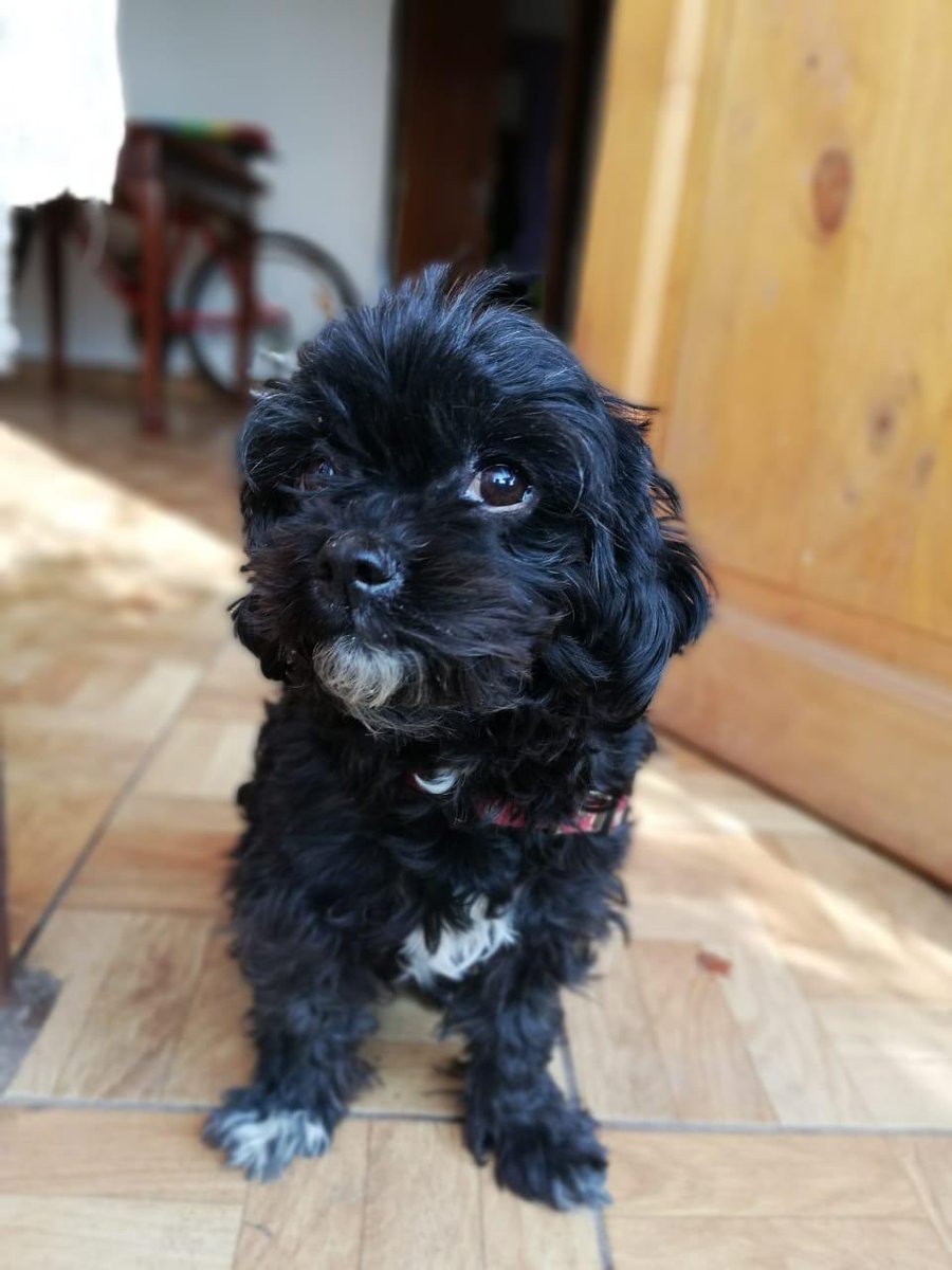 vetsantamaria's tweet photo. Amigos por favor RT!! Se extravió en Villa Santa María de Maipú, fue operado de extracción ocular, por lo que le falta un ojo. Cualquier noticia contactar a Claudio al +56950051941  @patrmarsh  @MacaLaMala  @manchitasmiau3  @CristinaMachuca  @huachacomunista  @Tati_Reloaded https://t.co/bwW8HuJ5Ur