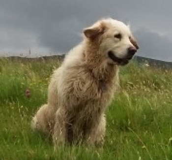 millypod1's tweet photo. π2 April 2019. FIONN #Lost #ScanMe #STOLEN?
OLDER Pale Golden Retriever Female
nr Castle Leod, Strathpeffer. Ran North towards the forestry area above #Strathpeffer / #Achterneed #Scotland #IV14
https://t.co/mIQ38tZUCK https://t.co/AWvaVh4Utj