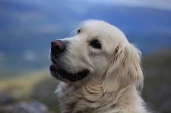 millypod1's tweet photo. π2 April 2019. FIONN #Lost #ScanMe #STOLEN?
OLDER Pale Golden Retriever Female
nr Castle Leod, Strathpeffer. Ran North towards the forestry area above #Strathpeffer / #Achterneed #Scotland #IV14
https://t.co/mIQ38tZUCK https://t.co/AWvaVh4Utj
