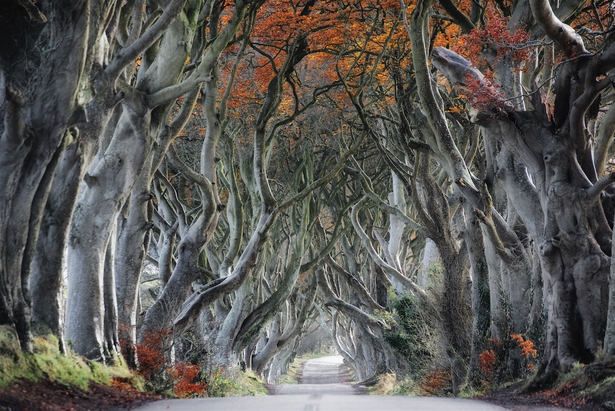 You just never know what today's planted #trees could look like hundreds of years in the future! 😯🌲
This is Bregagh road in Ballymoney, Northern Ireland. The famous avenue of beech trees was planted by the Stuart family in the eighteenth century 🌿