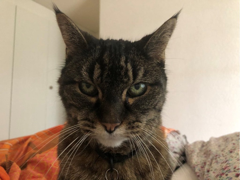 bblagdon's tweet photo. Guest Post: The Life and Times of Tabby https://t.co/W5JSifiHb4 https://t.co/jG6jy8Dqa9