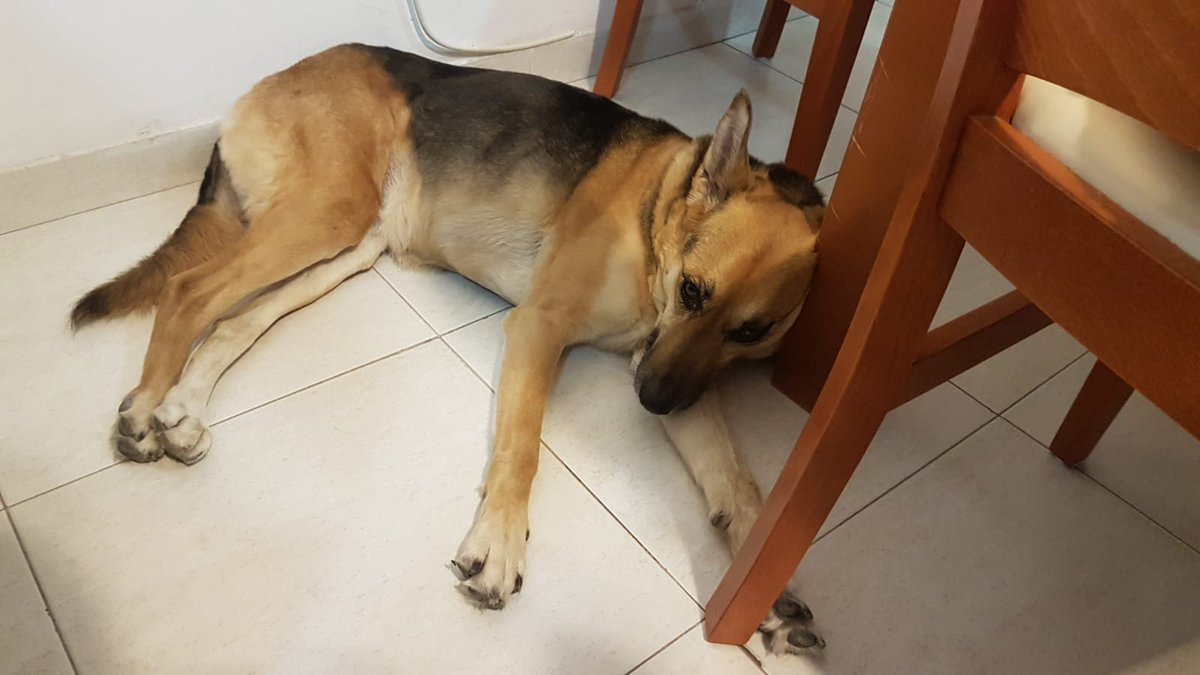 DiplomApchi's tweet photo. What did #diplodad (@DoronPe ) choose to do on #IsraelElections2019? He chose to take me, a dog that hate #running, for an #outdoors #RUN. So this is why I look like this. NOT GOING ANYWHERE https://t.co/zQYseM5gfj
