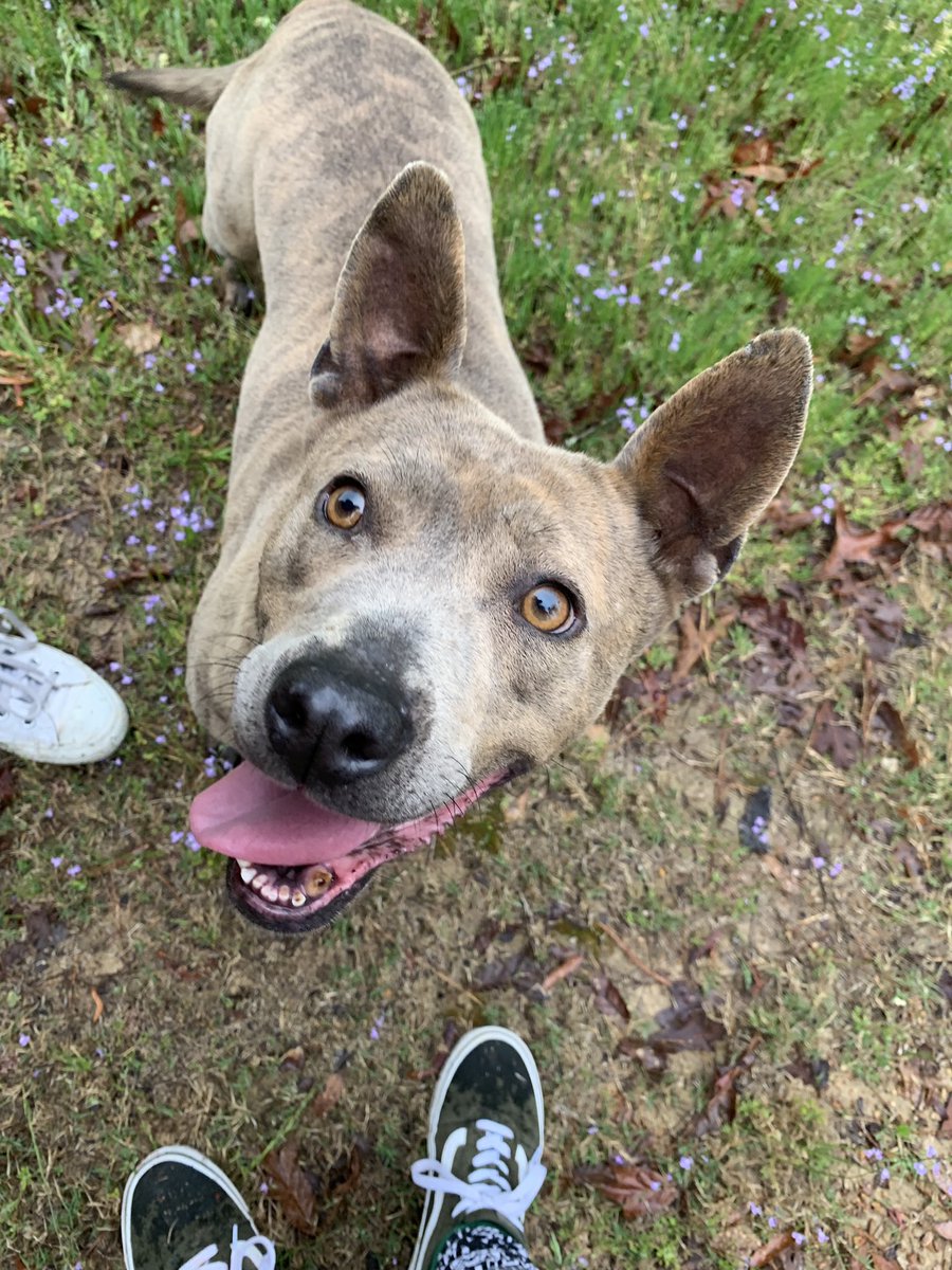 ggayerthangay's tweet photo. @shanedawson @Ryland_Adams @_morganadams_  @JeffreeStar @billieeilish @jamescharles 
someone pls take this sweet girl she’s a stray needs a home ASAP RETWEET https://t.co/JZZGZ4tNIQ