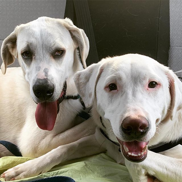 LanceAndOdy's tweet photo. These two are glad to be done with their vet visit. But are also very grateful for ear medicine!
#backtohealthy #sickbuddies #earinfectionssuck #dogsofinstagram #dogs #puppy #rescuedogs #mutts #muttsofinstagram #rescuedogsofinstagram #pets #animals #insโฆ https://t.co/WgdEahVRxr https://t.co/sNgkvIhn5L