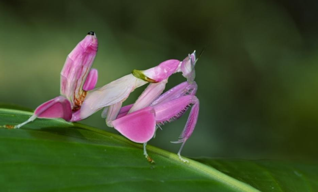 muyinteresante's tweet photo. La mantis orquídea (Hymenopus coronatus) 💕 💗 💕 es originaria de las  selvas tropicales del sudeste asiático. ¡Qué belleza! https://t.co/DEqcWW8RWT https://t.co/SgW8a8Vssq