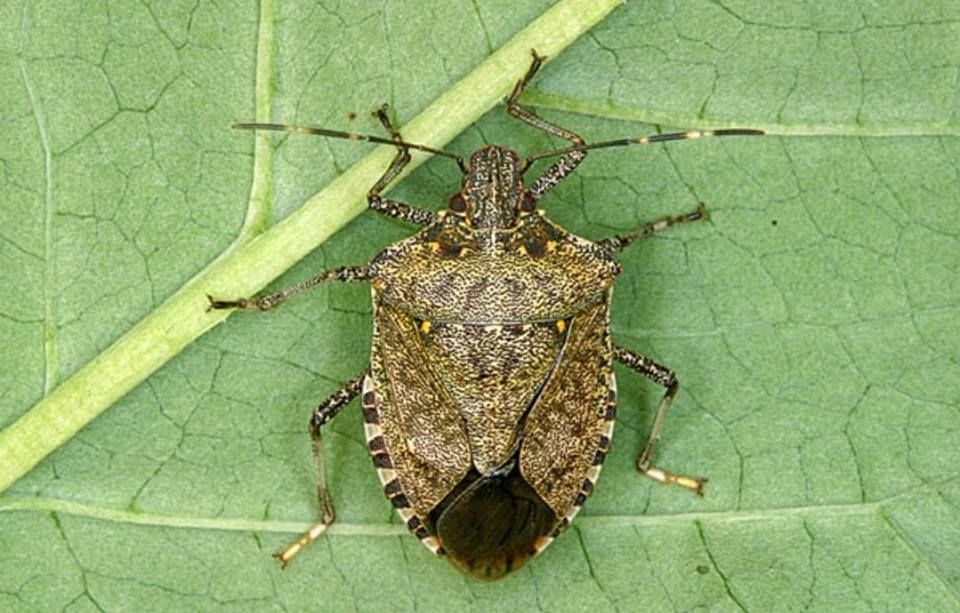 It's about that time to start seeing this stinky little pest around your home and garden. The brown marmorated stink bug can't resist our lure. Place them a short distance from your home and garden area to capture them early in the season. 

alphascents.com/home-use-stink……