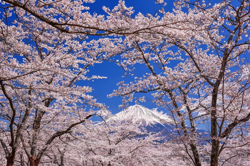 Taitan Twitterissa 先日撮った大石寺の桜と富士山の風景です T Co G2inrzcsgs Twitter