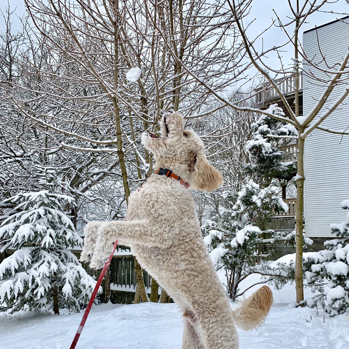 HersheyPuppyDog's tweet photo. Had so much fun playing snowballs today! No complaints from me about snow in April!
#dogsofnewbrunswick #ysjsnowdogs https://t.co/DPI70nYoG0