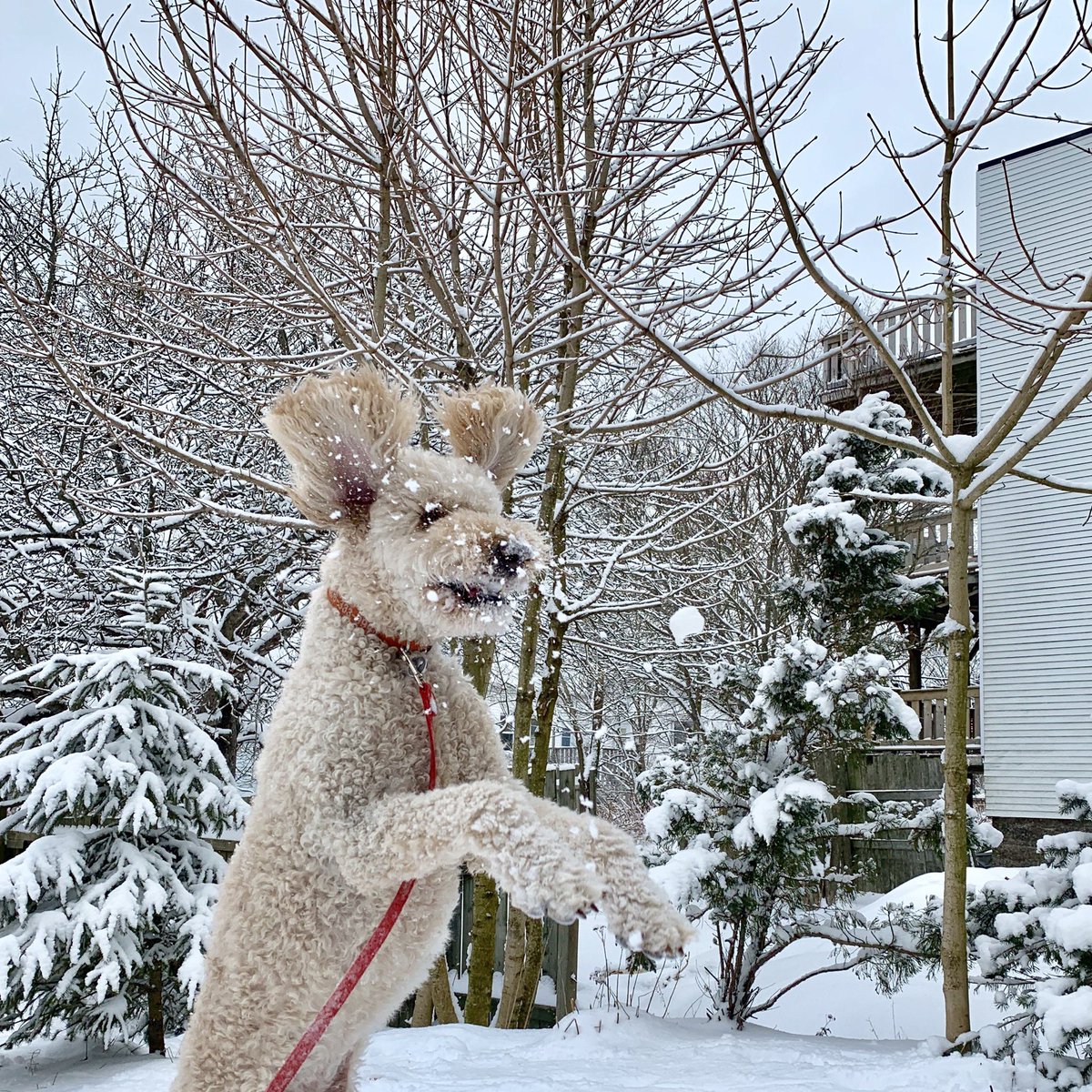 HersheyPuppyDog's tweet photo. Had so much fun playing snowballs today! No complaints from me about snow in April!
#dogsofnewbrunswick #ysjsnowdogs https://t.co/DPI70nYoG0