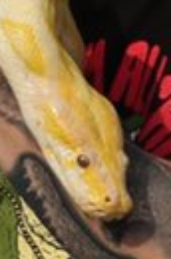 fallingfore's tweet image. they're so uncomfortable