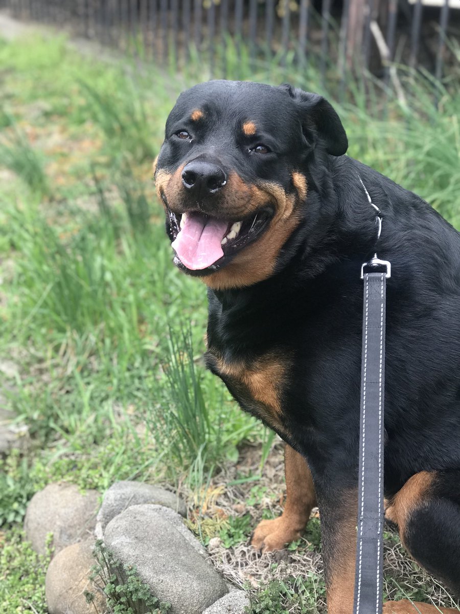 pandcpetcare's tweet photo. Sweet Ruby #dogs #doggies #walks #rotties #rottweilers #rottweilersofinstagram #rottweilersofig #walks #dogwalks #dogwalkers #preciousandcompany #maspethpups #maspethdogs #pupsoftwitter #dogsoftwitter https://t.co/Zz07ojYWay