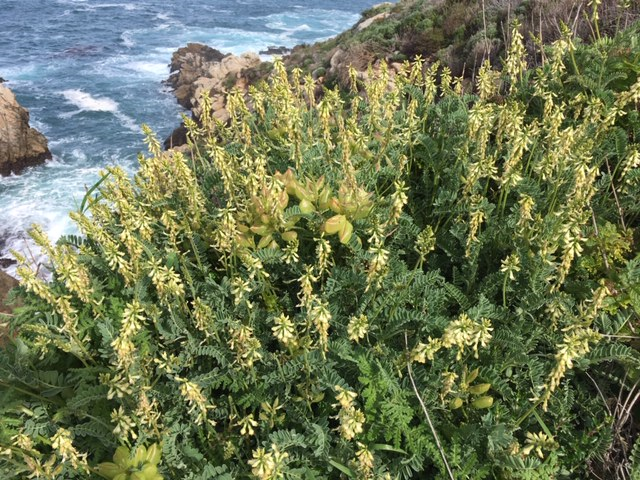 iheartptlobos's tweet photo. From the field with Point Lobos Foundation Restoration Ecologist, Anna Bonnette, the wildflowers are blooming!! https://t.co/ymG58cXmcK