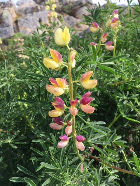 iheartptlobos's tweet photo. From the field with Point Lobos Foundation Restoration Ecologist, Anna Bonnette, the wildflowers are blooming!! https://t.co/ymG58cXmcK