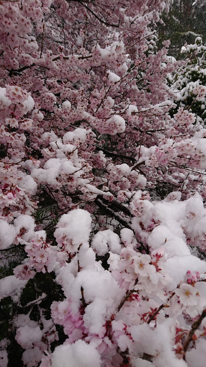 これはレア 桜に雪が積もる姿はとても美しく幻想的 話題の画像プラス