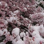 これはレア!桜に雪が積もる姿はとても美しく幻想的!