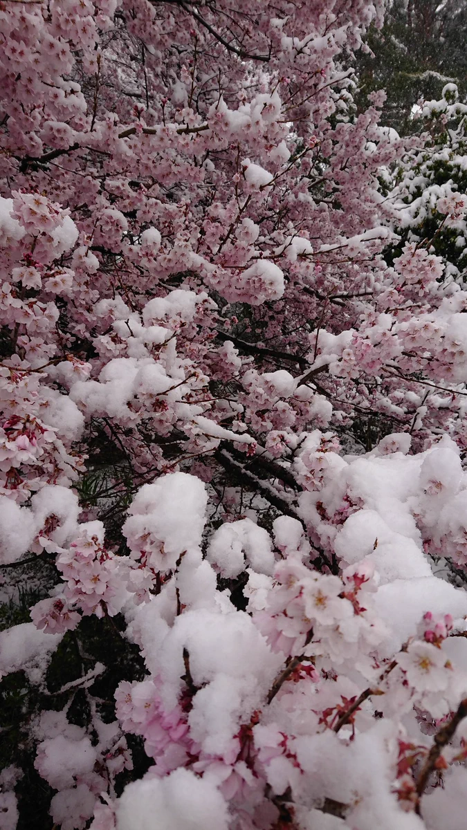 これはレア！桜に雪が積もる姿はとても美しく幻想的！