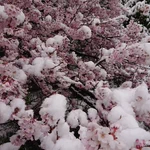 これはレア!桜に雪が積もる姿はとても美しく幻想的!