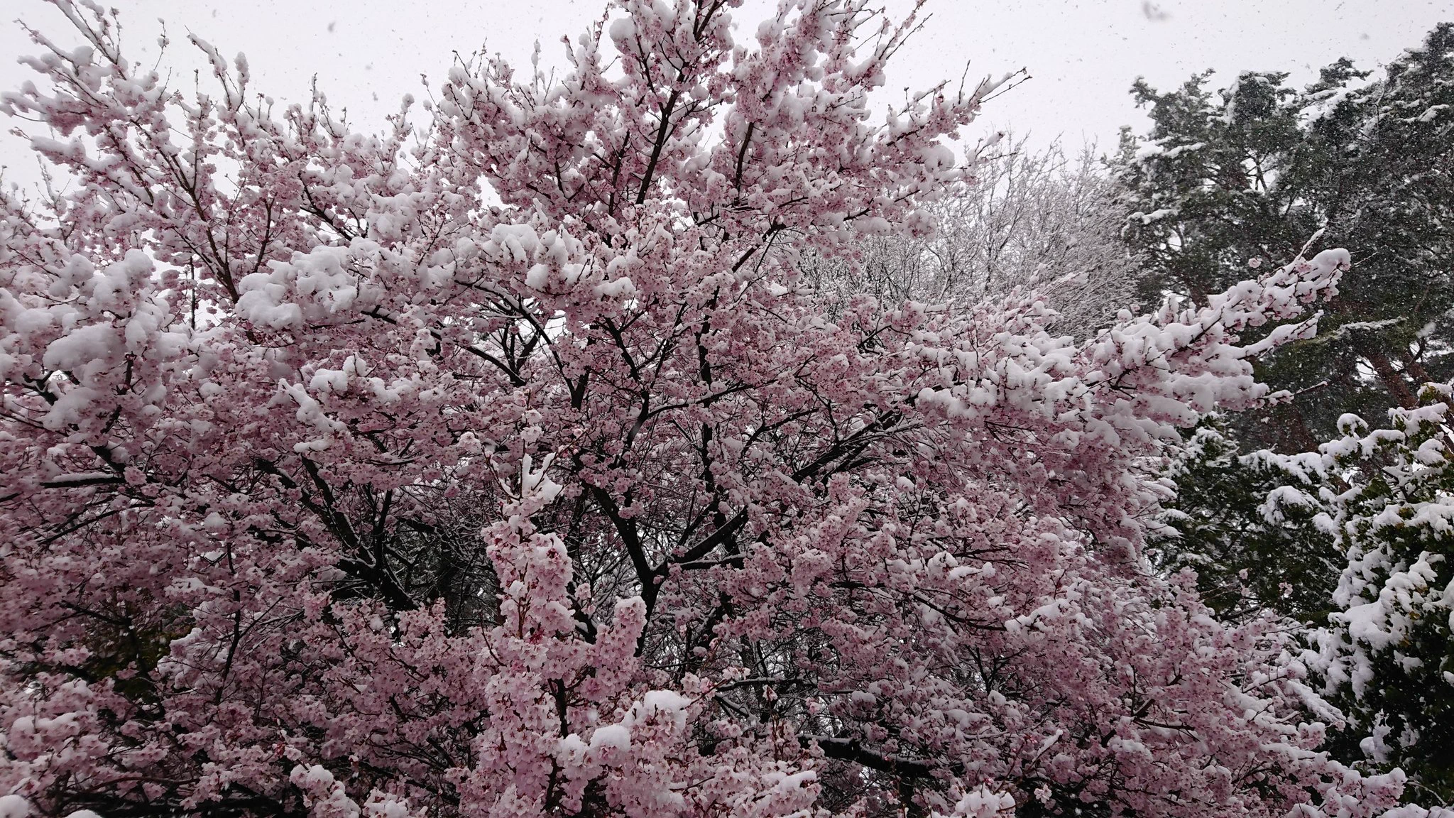 これはレア！桜に雪が積もる姿はとても美しく幻想的！