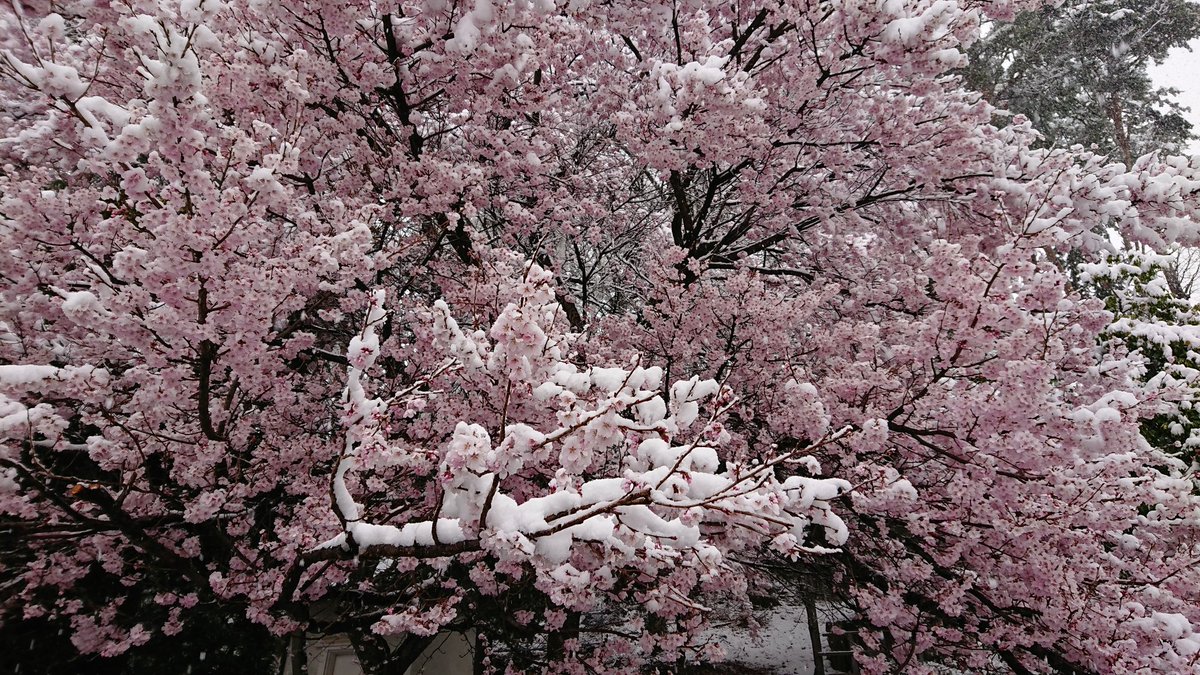 桜が咲いているのに雪が降った その光景が美しくエモさがあると話題に 異常ではあるけど綺麗 Togetter 桜が咲いているのに雪が降った その光景が美しくエモさがあると話題に 異常ではあるけど綺麗 Togetter