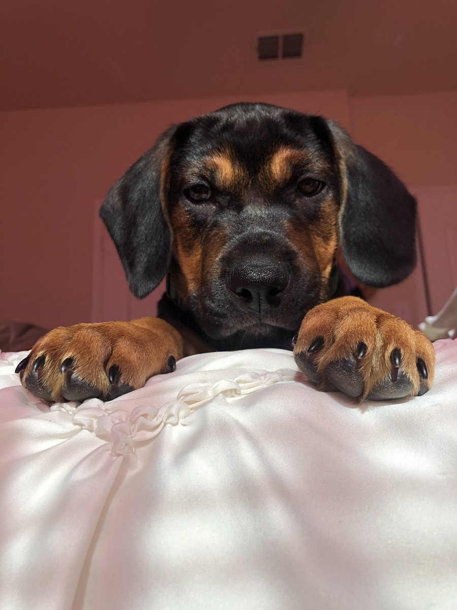 melanie_rdzz's tweet photo. bandit <3 https://t.co/wqXUYwakWR