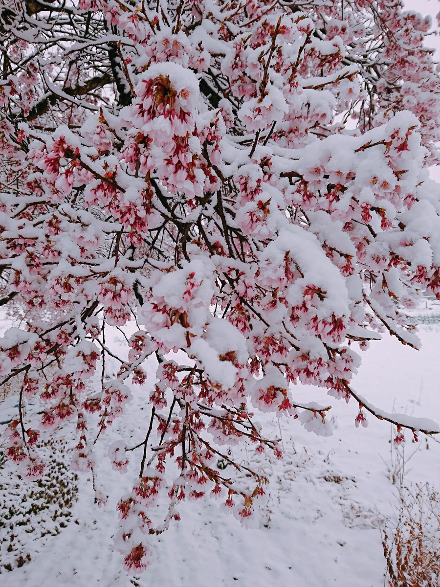 満開の桜に降り積もる雪。神秘的すぎる景色が話題