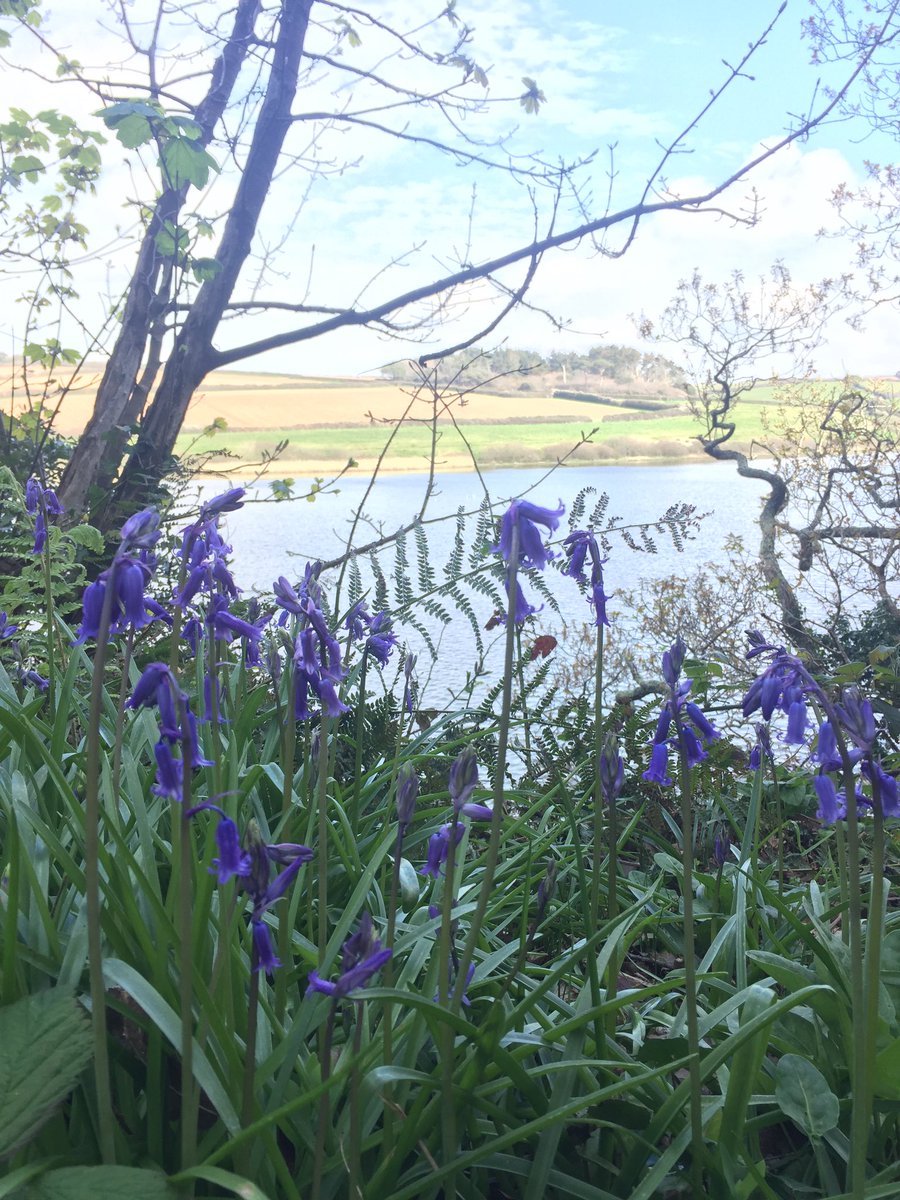 RebeccaLWills's tweet photo. One of my favourite flowers! #bluebells #spring #LoePool #Cornwall https://t.co/KQ7a2MHOSb