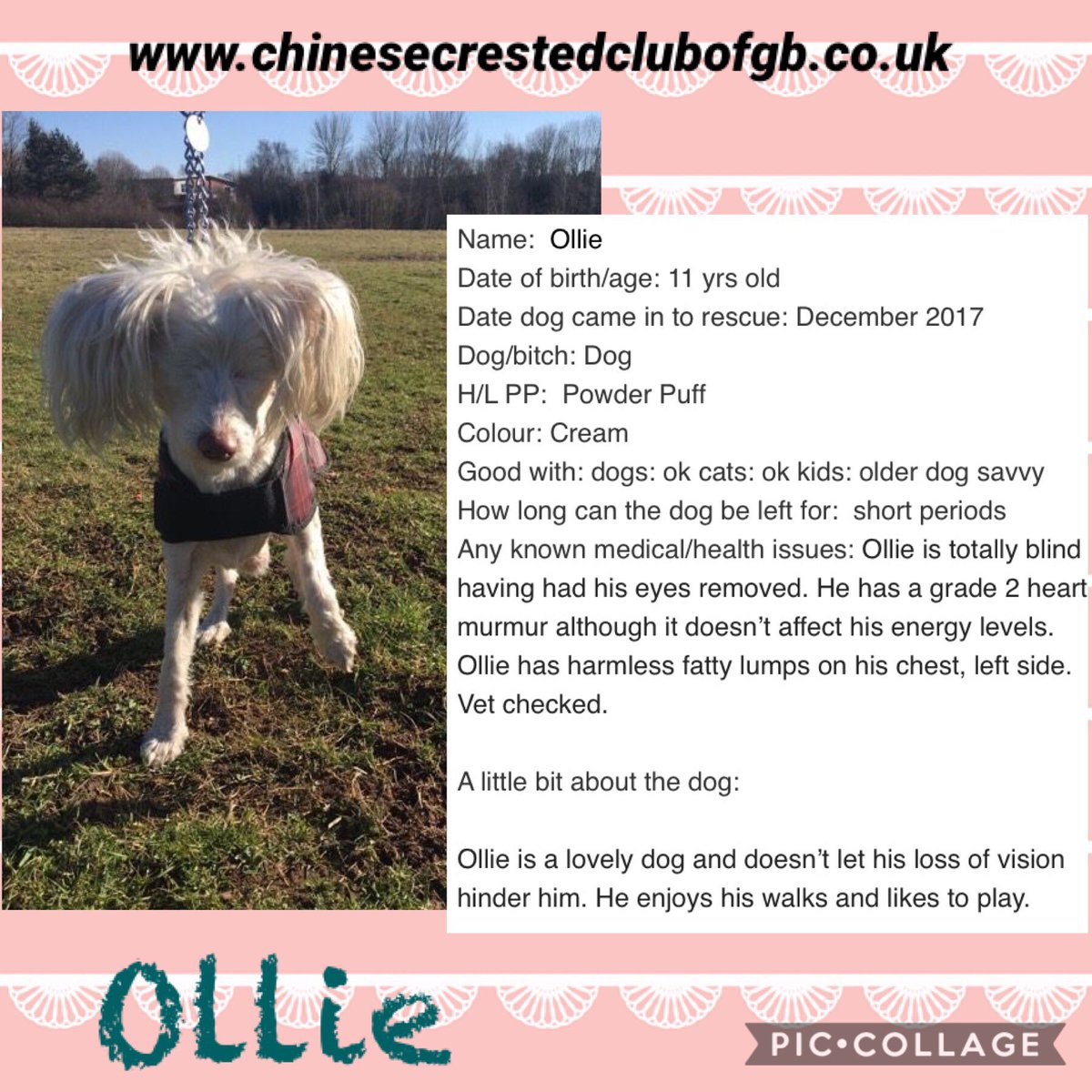 CCCGBR's tweet photo. #rehomehour
https://t.co/iVE2eubQrn All looking for a #ForeverHome to call there own 🐶🐶 https://t.co/HeLwqnXjCM