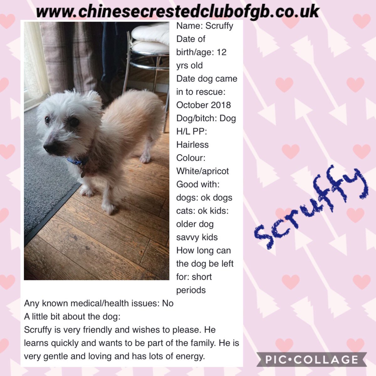 CCCGBR's tweet photo. #rehomehour
https://t.co/iVE2eubQrn All looking for a #ForeverHome to call there own 🐶🐶 https://t.co/HeLwqnXjCM
