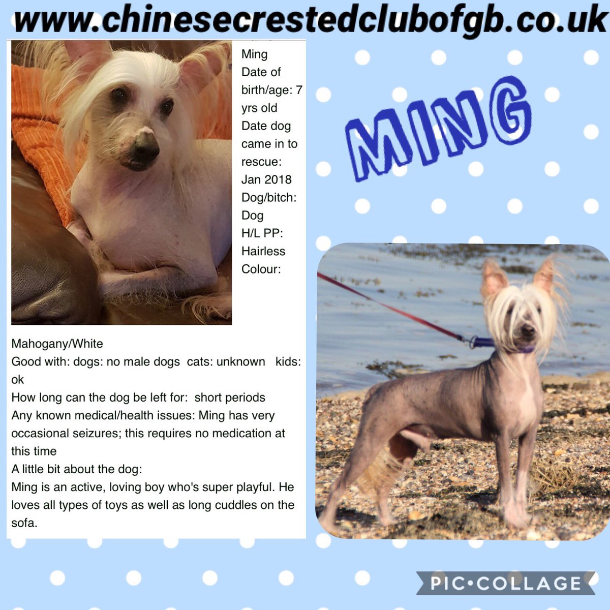 CCCGBR's tweet photo. #rehomehour
https://t.co/iVE2eubQrn All looking for a #ForeverHome to call there own 🐶🐶 https://t.co/HeLwqnXjCM