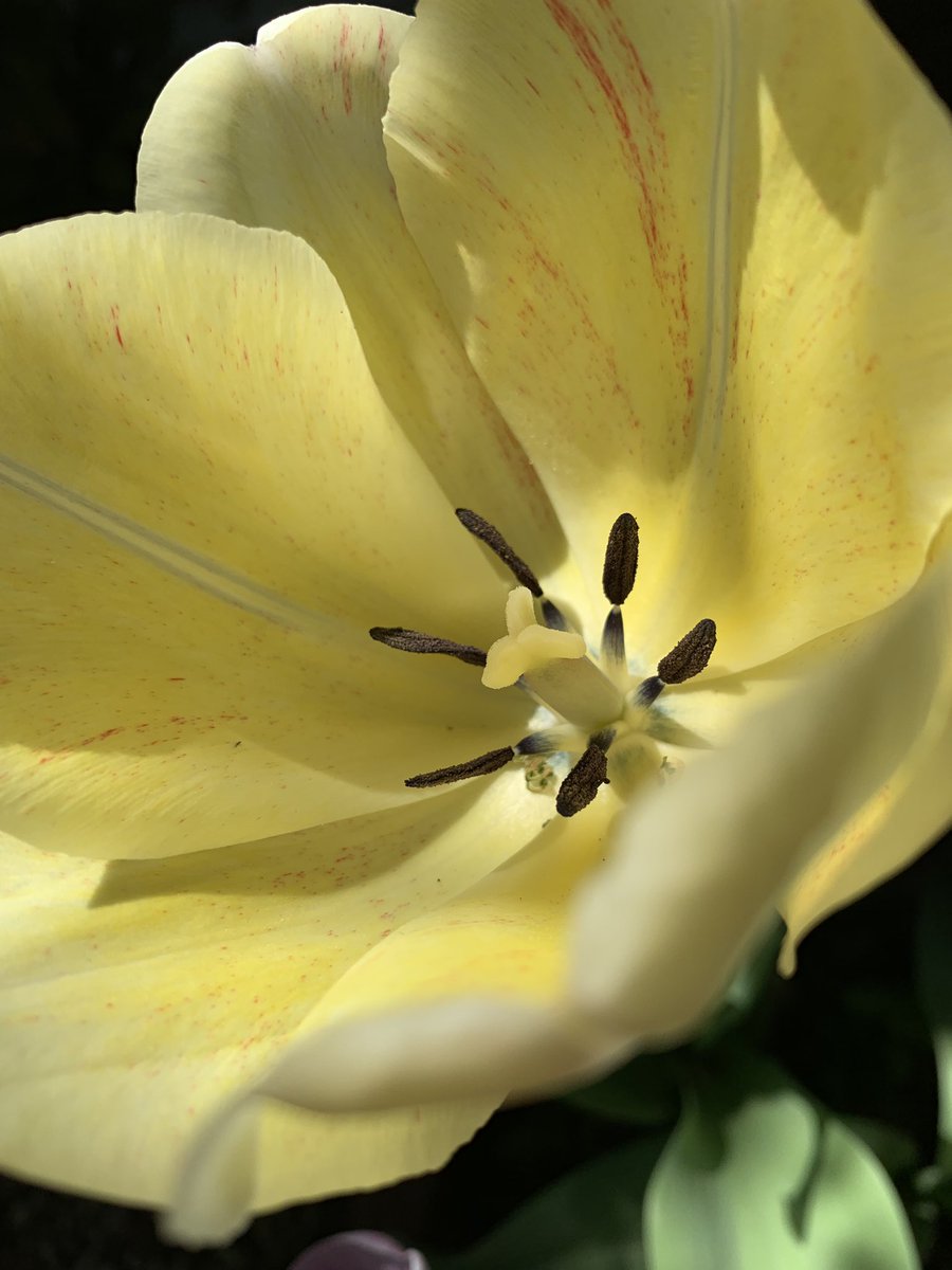 tomlian2's tweet photo. Tulips in Tulsa https://t.co/UzWv2z3iw0