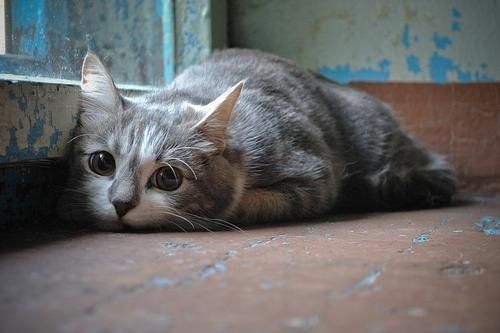 Gormen Lazim On Twitter Ben Ozlemedim Ki Seni Kedi Ozledi