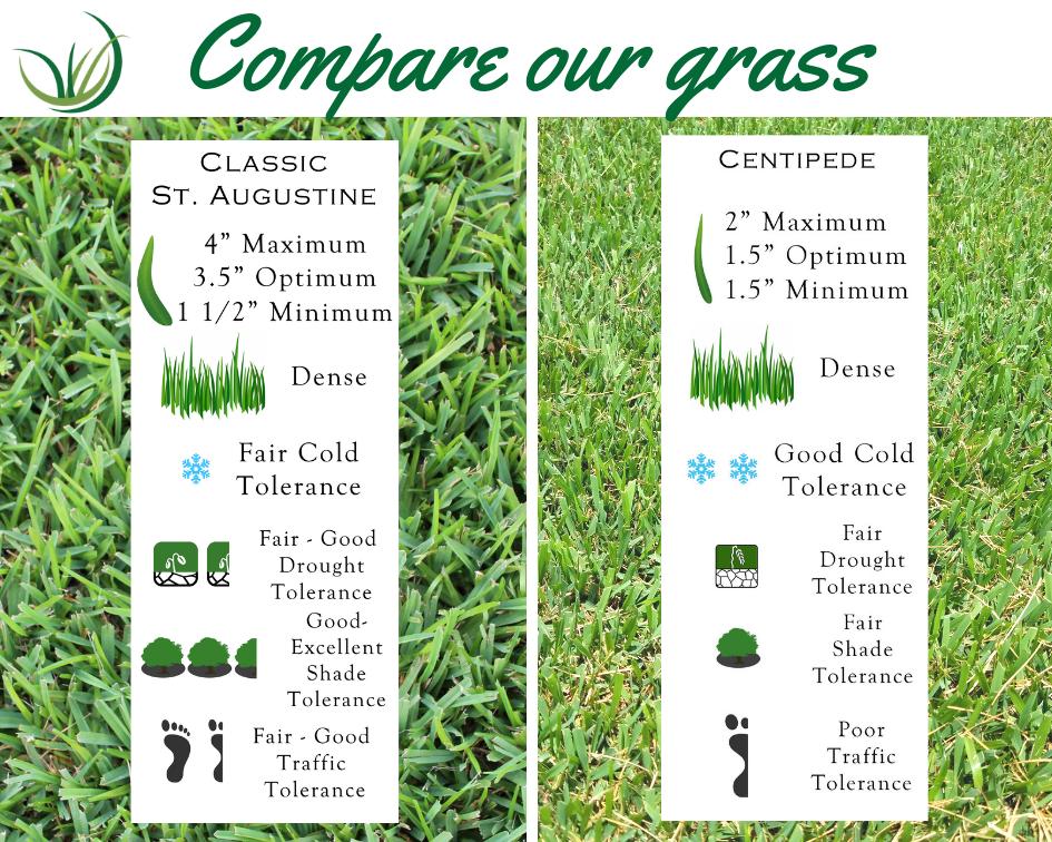 WoernerTurf's tweet photo. Woerner Turf has so many type of sod, so how do you know which is best for you? Click the link to visit our website https://t.co/24dog0YjEJ #woernerturf #compare #familyfarm https://t.co/gNr2D8tgTA
