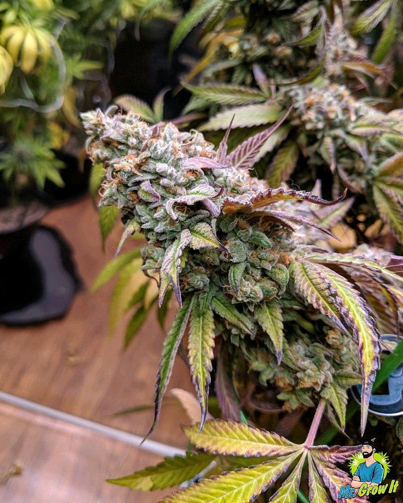 MrGrowIt's tweet photo. All swelled up and ready for harvest! π²
Strain: Brisker OG by Square One Genetics
.
#marijuana #cannabis #weed #briskerog #squareonegenetics #mrgrowit #sativa #indica #thc #cbd #cbn #terpenes #flavonoids #trichomes #pistils #growweedeasy #wildstrains #garden #gardening #plant https://t.co/3oiRmeoseB