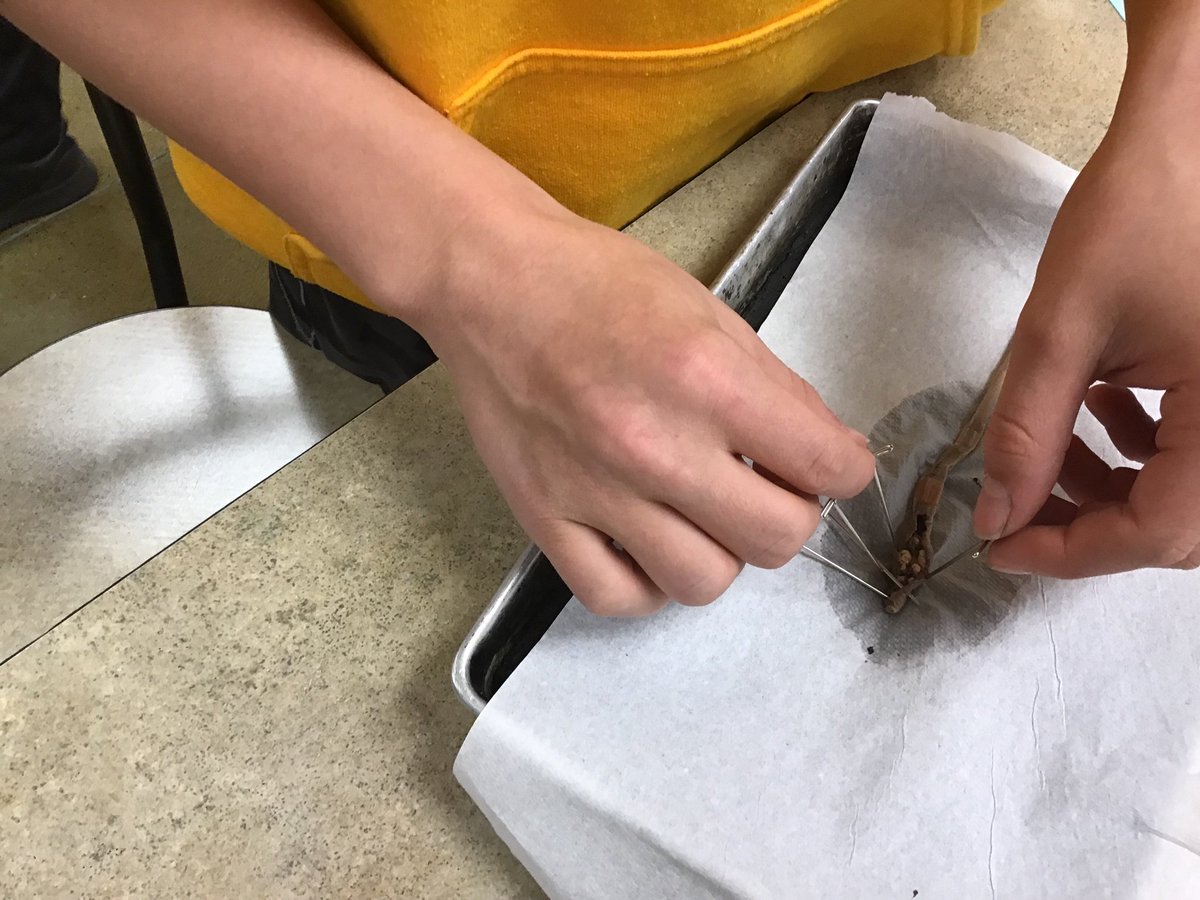 mrstschudy's tweet photo. Worms, Worms, Worms!! #HSMSTIGERS https://t.co/xTbJUSeeEC