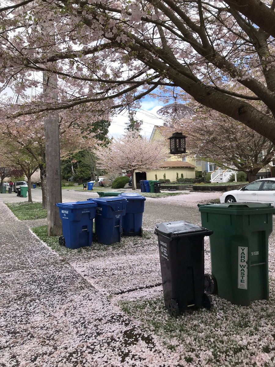 patrecycles's tweet image. Springtime in Seattle. 
#RecycleWeek 
#RecycleRight 
#WhereDoesItGo? 
@SeattleSPU