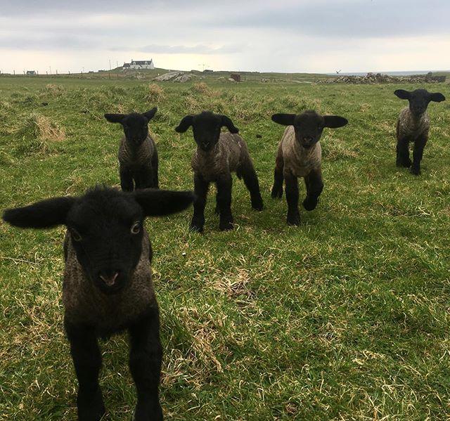 SHARIMACKINNON's tweet photo. spindles and his gang enjoying the good weather.
.
.
.
.
.
.
.
.
.
#sheep #sheepofinstagram #sheeps #sheepy #farm #farming #agriculture #farmlife #farm365 #farmanimals #animals #scotland #tiree #isleoftiree #hebrides #island #rural #lifeonthefarm #ig_co… https://t.co/vlTMRqxs3u https://t.co/VNmZ7n9bZm