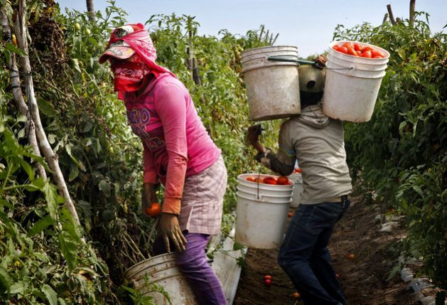 Migrant Farm Workers, the Main Victims of Slave Labour in Mexico - Read more: bit.ly/2KnH2E9