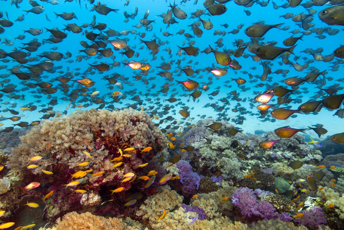 Yototum028's tweet photo. Coral reefs are the most diverse ecosystems of the world, 'the rain forest of the seas' with numerous species of fish, echinoderms, mollusks, nudis, invertebrates and shellfish among other organisms. 
#SaveOurCorals
#CoralRestoration https://t.co/UPMpveshDF
