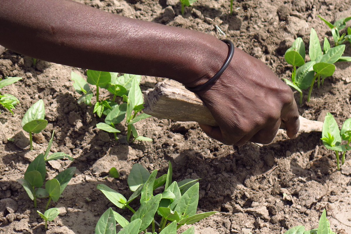 Thanks to Isaac and his friends who celebrated Isaac’s birthday by raising funds to support women farmers in Uganda.  Their generosity will help provide training and seeds for 33 women! 
#payingitforward
#thegiftthatkeepsongiving 
#ugandawomenfarmers
#seedsofchange
#wearediar