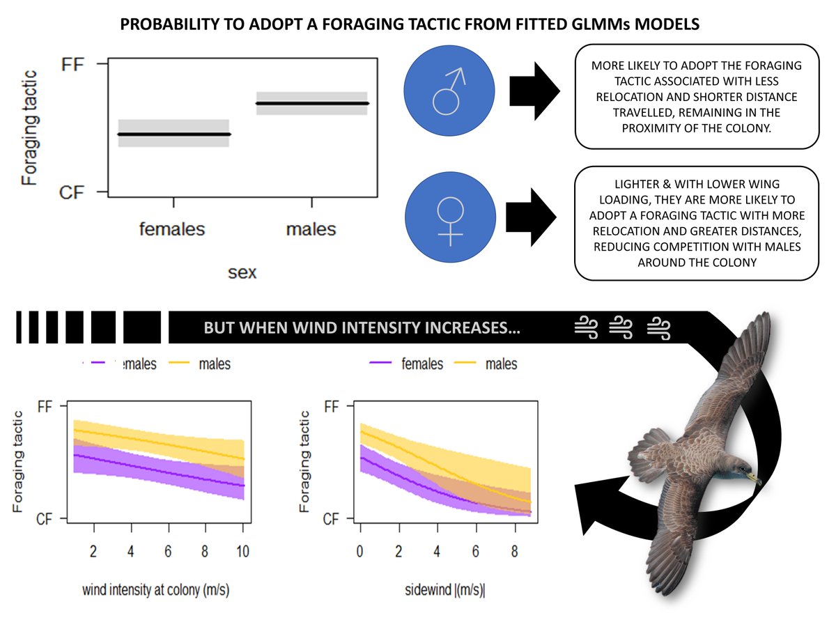 4/4 #WSTC5 #ForSesh2 Scopoli's shearwaters showed sex-specific #foraging tactics, but when #wind intensity increased both sexes were more likely to switch to the CF tactic, suggesting a reduction of energetic costs associated with dynamic #soaring.