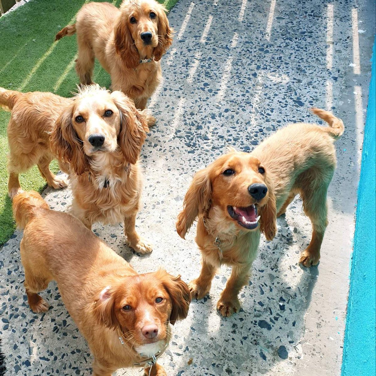 The golden pack 🐕🐕🐕🐕🐕

#doggos #dogsofinstagram #cockerspaniels #dogbreeds #mixedbreeds #goldencockerspaniel #dogsoftheworld #dogs #doggies #pets #petservices